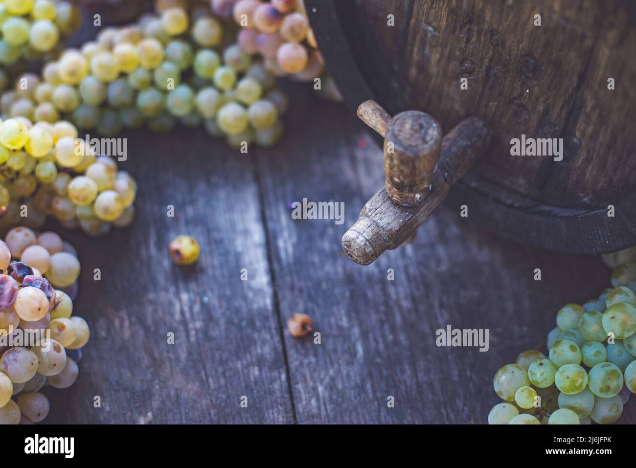 Fût à vin avec raisins Riesling sur fût pendant la saison de récolte, Hongrie Banque D'Images