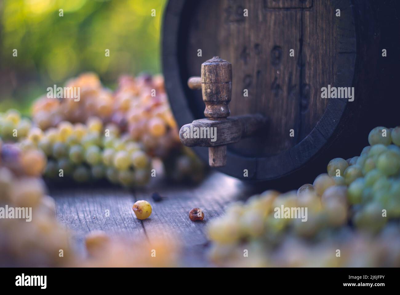 Fût à vin avec raisins Riesling sur fût pendant la saison de récolte, Hongrie Banque D'Images