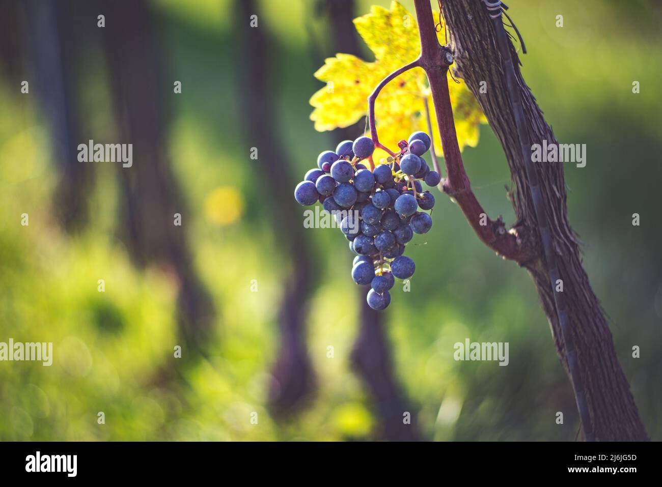 Raisin de vigne bleu dans le vignoble. Cabernet Franc raisin pour faire du vin rouge dans la récolte. Vue détaillée d'une vigne gelée dans un vignoble dans Banque D'Images
