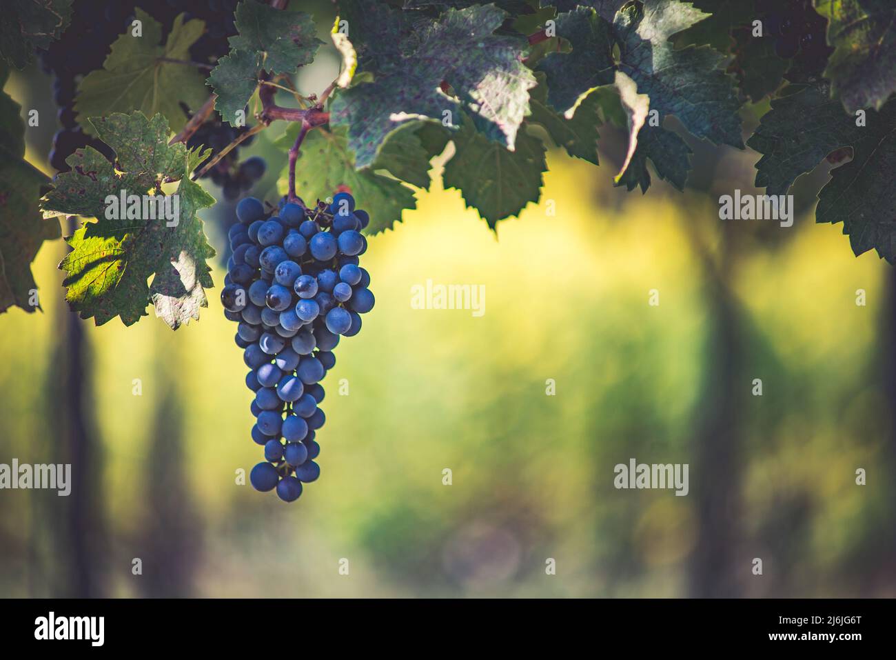 Raisin de vigne bleu dans le vignoble. Cabernet Franc raisin pour faire du vin rouge dans la récolte. Vue détaillée d'une vigne gelée dans un vignoble dans Banque D'Images