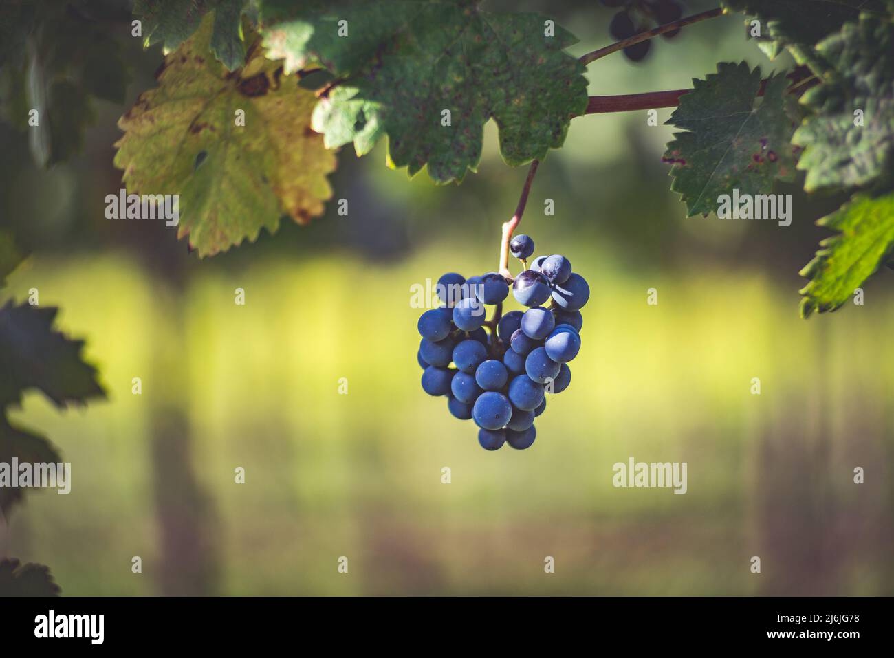 Raisin de vigne bleu dans le vignoble. Cabernet Franc raisin pour faire du vin rouge dans la récolte. Vue détaillée d'une vigne gelée dans un vignoble dans Banque D'Images