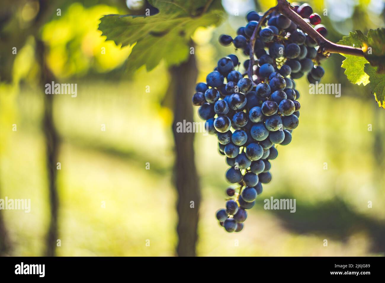 Raisin de vigne bleu dans le vignoble. Cabernet Franc raisin pour faire du vin rouge dans la récolte. Vue détaillée d'une vigne gelée dans un vignoble dans Banque D'Images