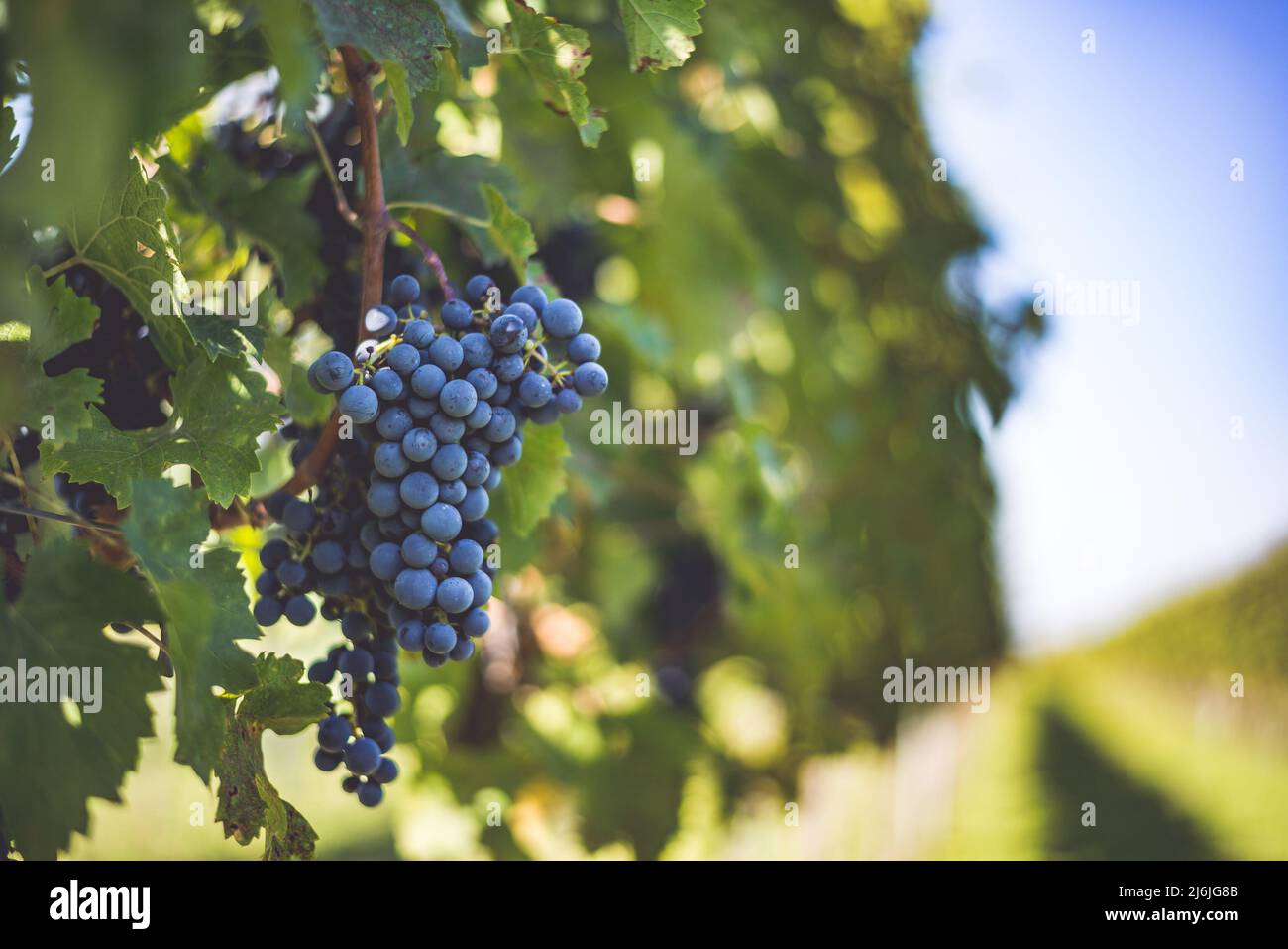Raisin de vigne bleu dans le vignoble. Cabernet Franc raisin pour faire du vin rouge dans la récolte. Vue détaillée d'une vigne gelée dans un vignoble dans Banque D'Images