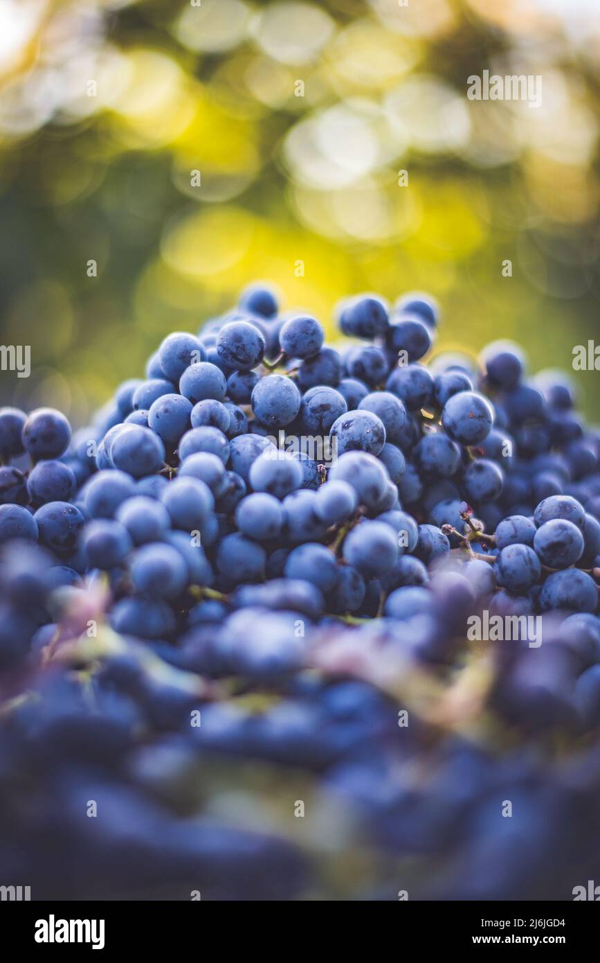 Raisins de vigne bleus. Raisins pour faire du vin rouge dans la caisse de récolte. Vue détaillée d'une vigne dans un vignoble en automne, Hongrie Banque D'Images