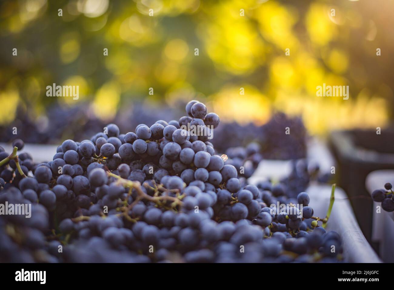 Raisins de vigne bleus. Raisins pour faire du vin rouge dans la caisse de récolte. Vue détaillée d'une vigne dans un vignoble en automne, Hongrie Banque D'Images