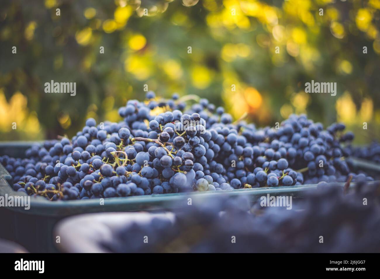 Raisins de vigne bleus. Raisins pour faire du vin rouge dans la caisse de récolte. Vue détaillée d'une vigne dans un vignoble en automne, Hongrie Banque D'Images