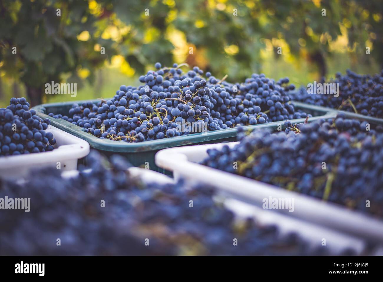Raisins de vigne bleus. Raisins pour faire du vin rouge dans la caisse de récolte. Vue détaillée d'une vigne dans un vignoble en automne, Hongrie Banque D'Images