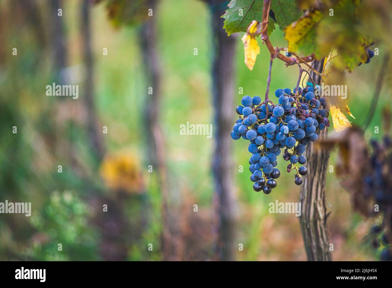 Raisin de vigne bleu dans le vignoble. Cabernet Franc raisin pour faire du vin rouge dans la récolte. Vue détaillée d'une vigne gelée dans un vignoble dans Banque D'Images
