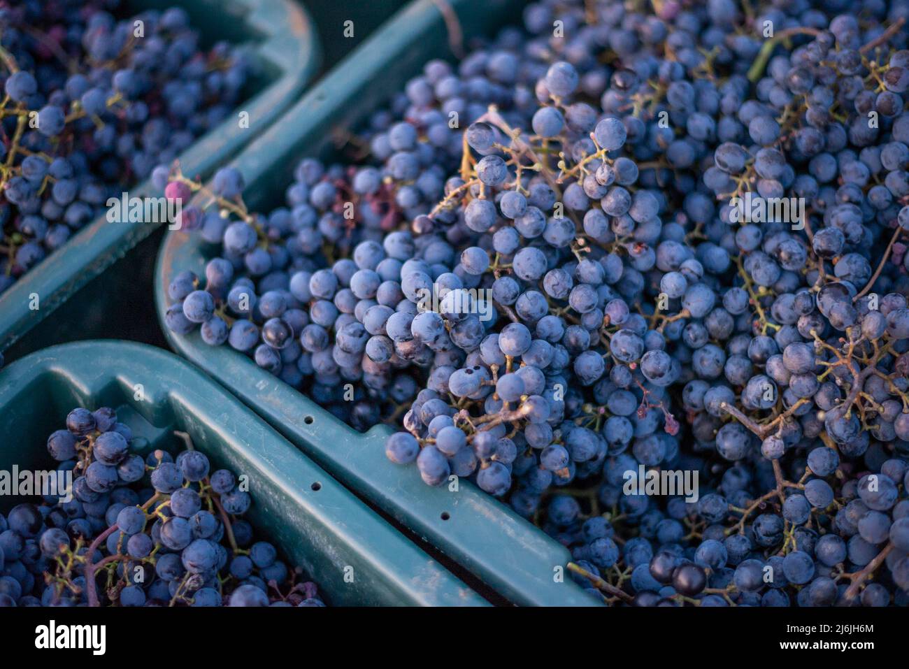 Raisins de vigne bleus. Raisins pour faire du vin rouge dans la caisse de récolte. Vue détaillée d'une vigne dans un vignoble en automne, Hongrie Banque D'Images