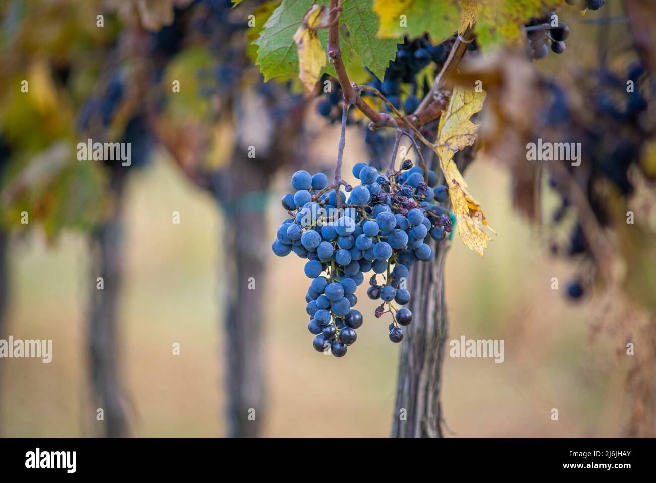 Raisin de vigne bleu dans le vignoble. Cabernet Franc raisin pour faire du vin rouge dans la récolte. Vue détaillée d'une vigne gelée dans un vignoble dans Banque D'Images
