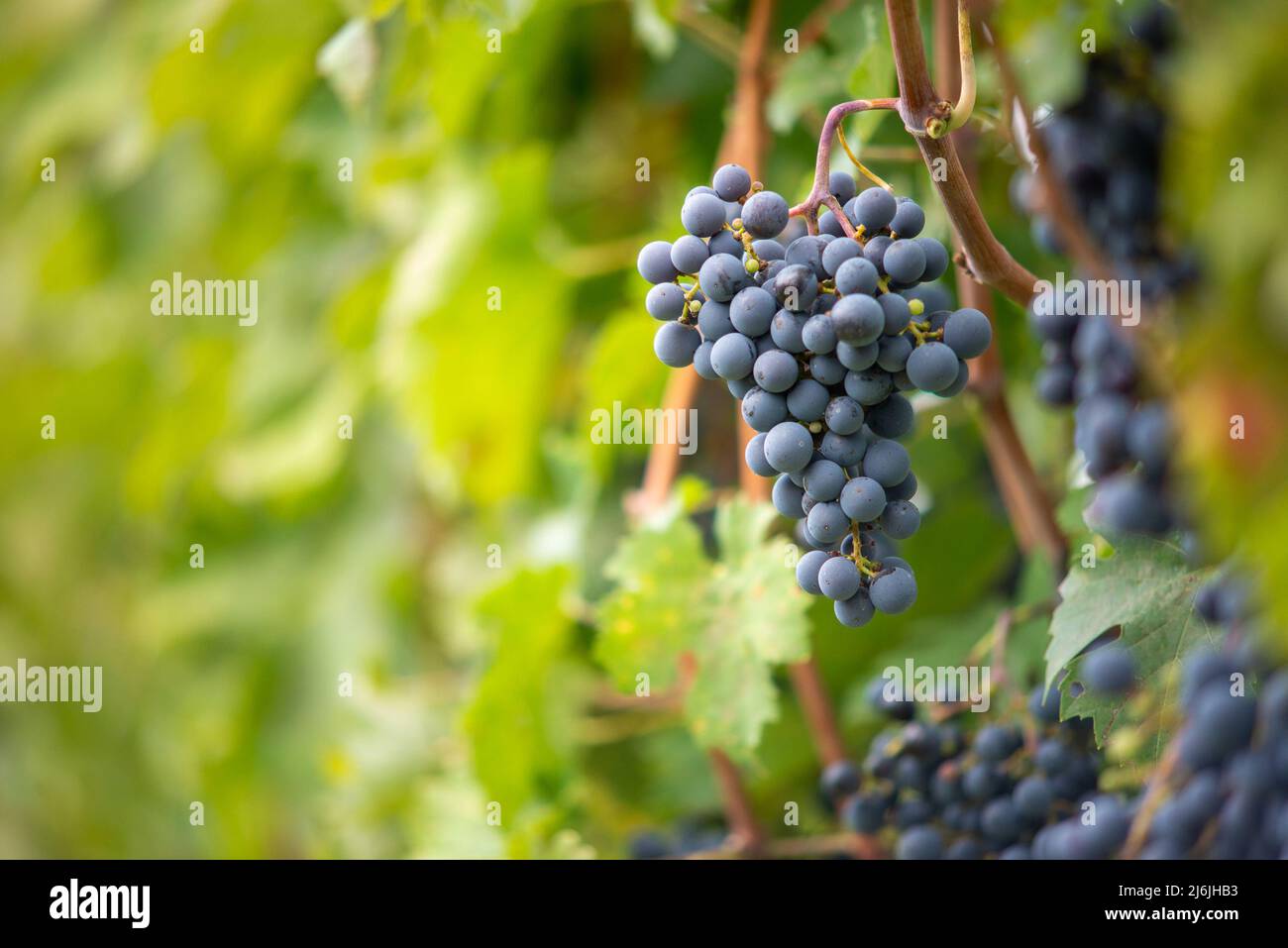 Raisin de vigne bleu dans le vignoble. Cabernet Franc raisin pour faire du vin rouge dans la récolte. Vue détaillée d'une vigne gelée dans un vignoble dans Banque D'Images