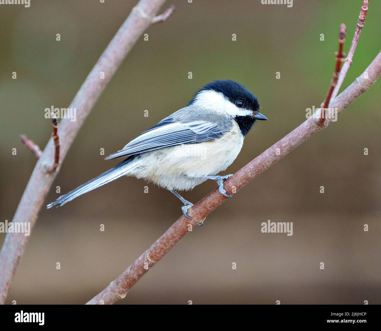 Oiseau de chickadee perché sur une branche avec un arrière-plan flou habitat entourant et environnement montrant le plumage de plumes, le corps, la tête, les yeux, le bec. Banque D'Images