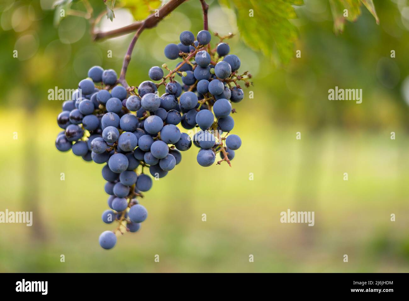 Raisin de vigne bleu dans le vignoble. Cabernet Franc raisin pour faire du vin rouge dans la récolte. Vue détaillée d'une vigne gelée dans un vignoble dans Banque D'Images