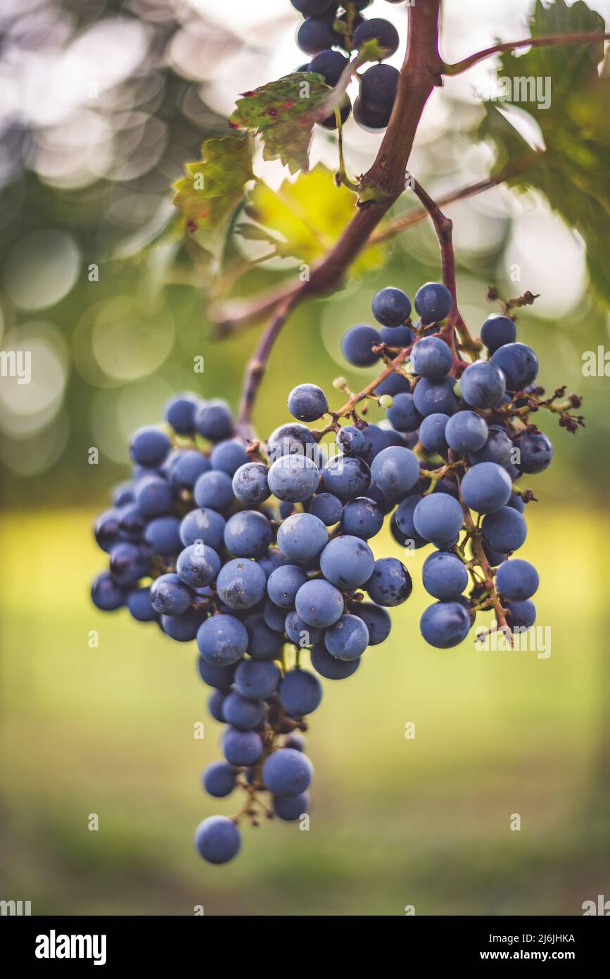Raisin de vigne bleu dans le vignoble. Cabernet Franc raisin pour faire du vin rouge dans la récolte. Vue détaillée d'une vigne gelée dans un vignoble dans Banque D'Images