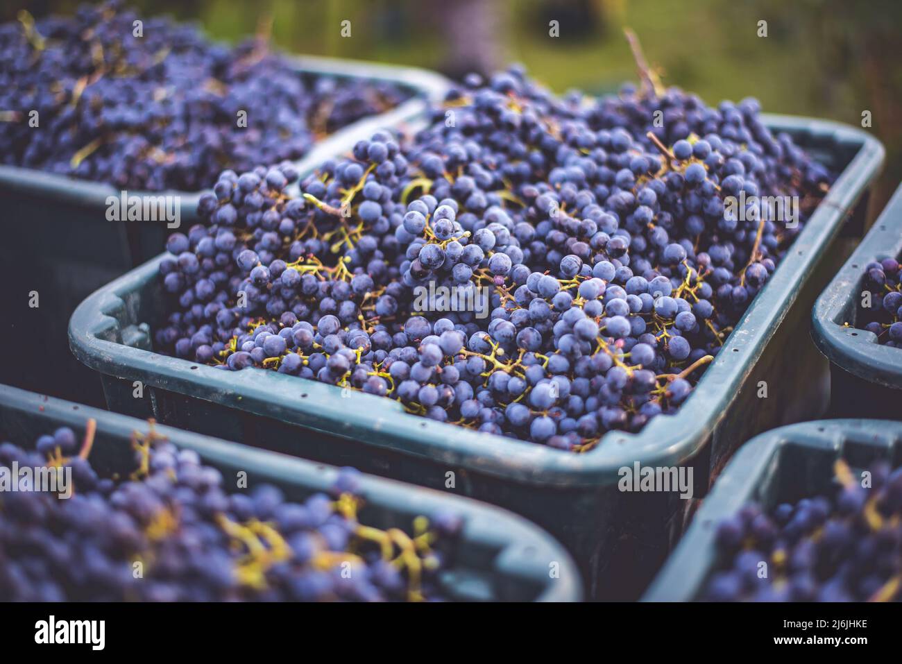 Raisins de vigne bleus. Raisins pour faire du vin rouge dans la caisse de récolte. Vue détaillée d'une vigne dans un vignoble en automne, Hongrie Banque D'Images