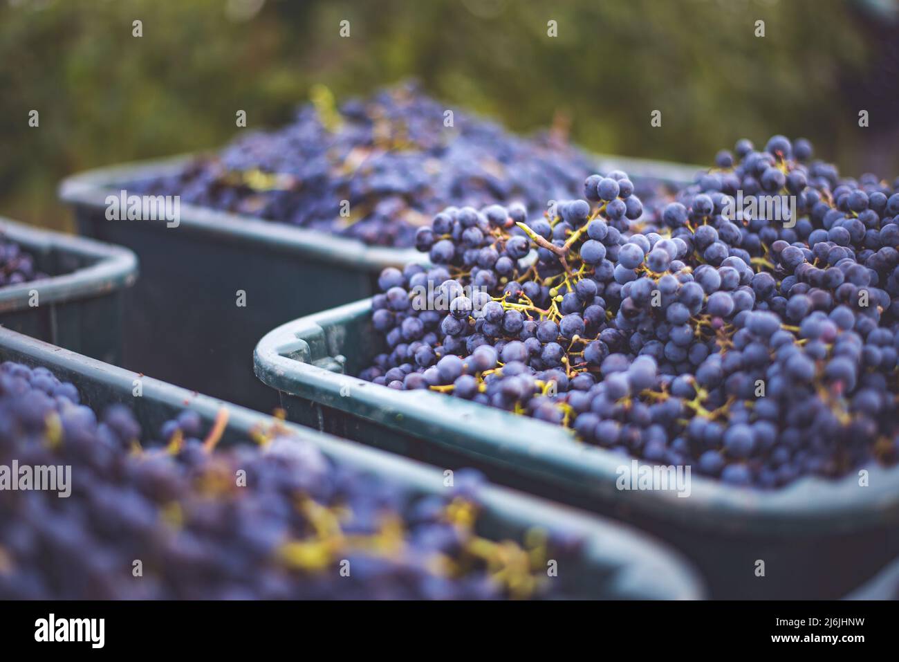 Raisins de vigne bleus. Raisins pour faire du vin rouge dans la caisse de récolte. Vue détaillée d'une vigne dans un vignoble en automne, Hongrie Banque D'Images
