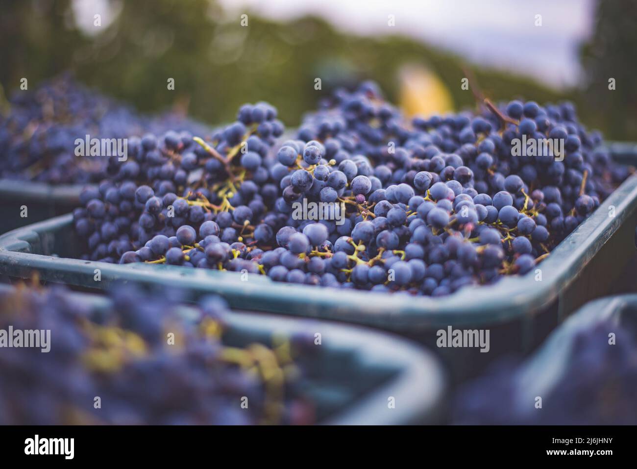 Raisins de vigne bleus. Raisins pour faire du vin rouge dans la caisse de récolte. Vue détaillée d'une vigne dans un vignoble en automne, Hongrie Banque D'Images