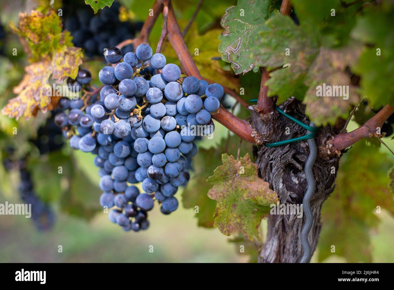 Raisin de vigne bleu dans le vignoble. Cabernet Franc raisin pour faire du vin rouge dans la récolte. Vue détaillée d'une vigne gelée dans un vignoble dans Banque D'Images