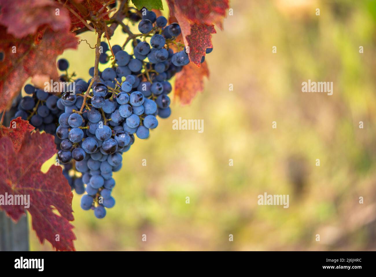 Raisin de vigne bleu dans le vignoble. Cabernet Franc raisin pour faire du vin rouge dans la récolte. Vue détaillée d'une vigne gelée dans un vignoble dans Banque D'Images