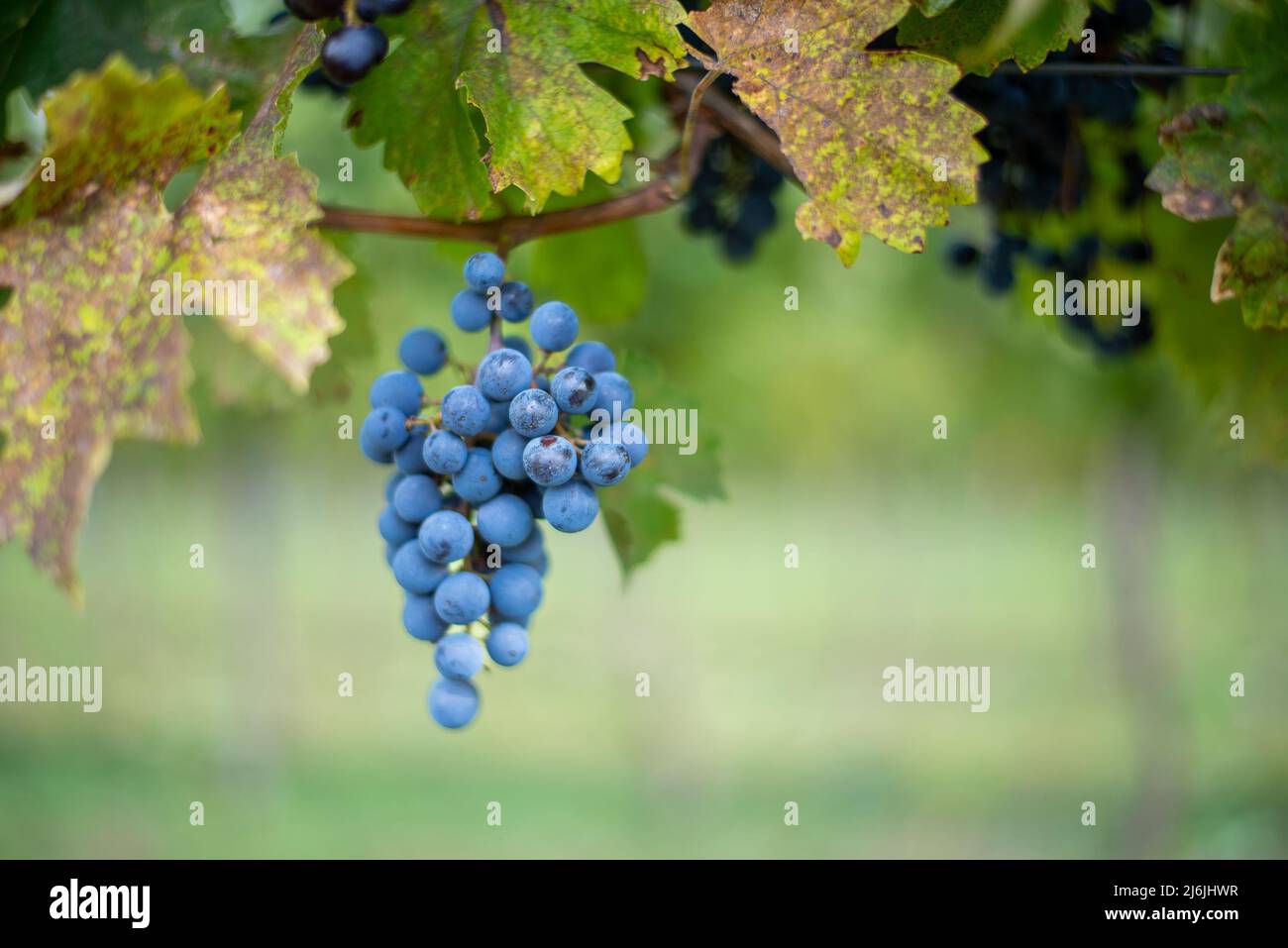 Raisin de vigne bleu dans le vignoble. Cabernet Franc raisin pour faire du vin rouge dans la récolte. Vue détaillée d'une vigne gelée dans un vignoble dans Banque D'Images