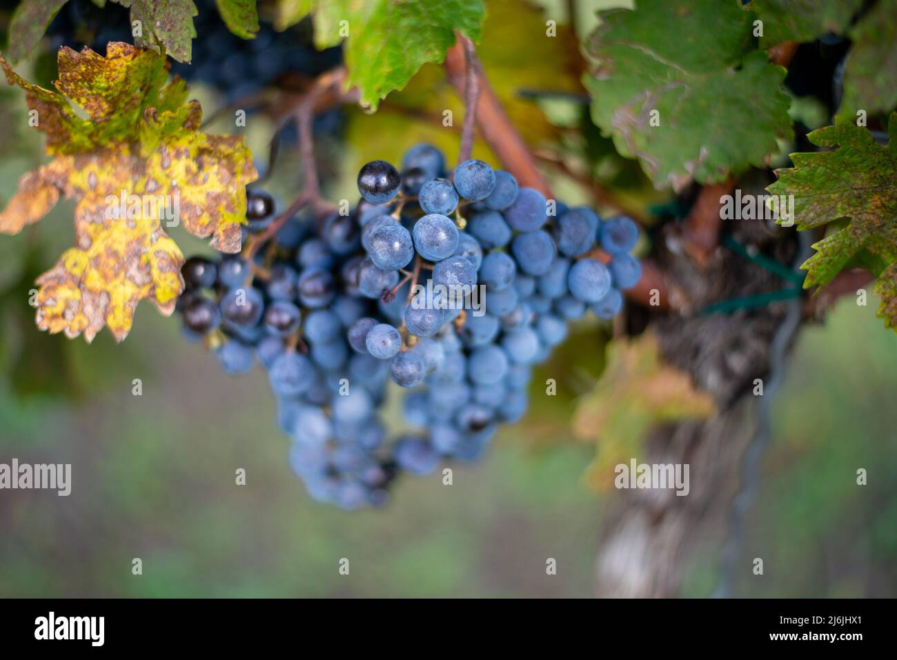 Raisin de vigne bleu dans le vignoble. Cabernet Franc raisin pour faire du vin rouge dans la récolte. Vue détaillée d'une vigne gelée dans un vignoble dans Banque D'Images
