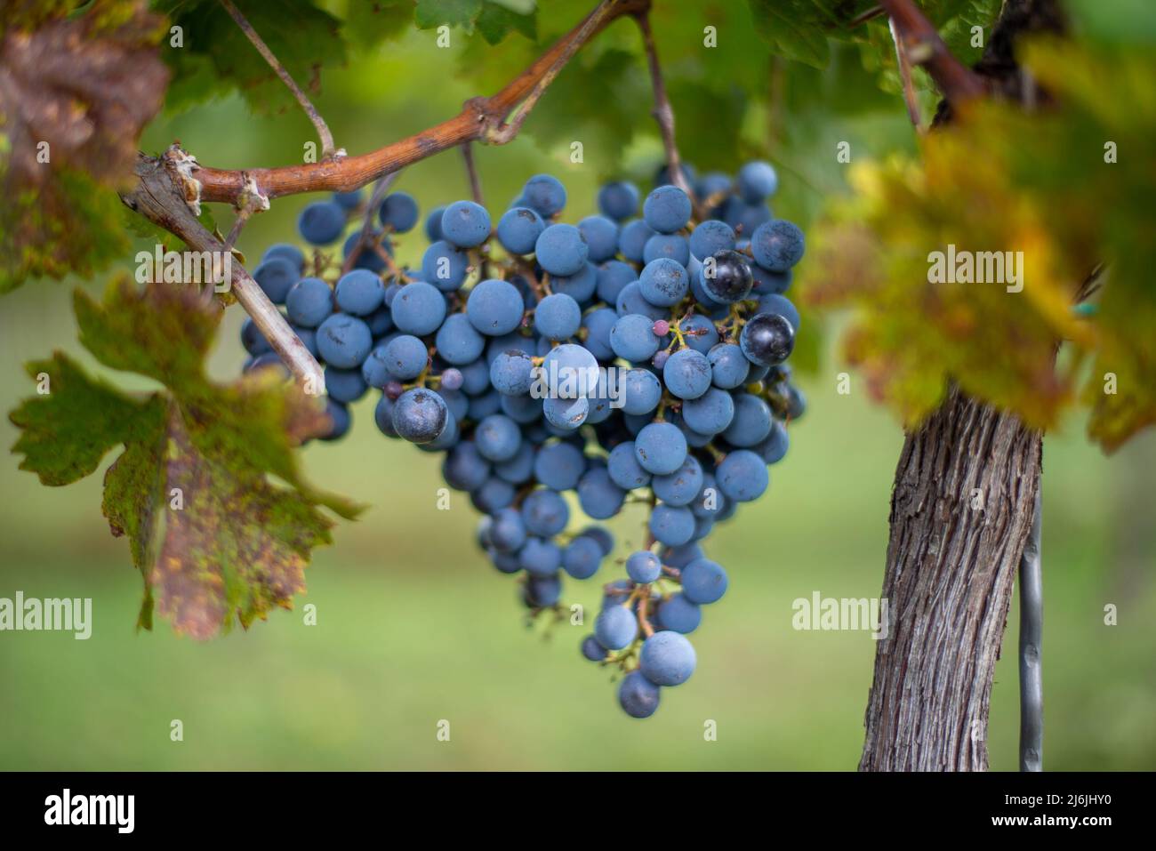 Raisin de vigne bleu dans le vignoble. Cabernet Franc raisin pour faire du vin rouge dans la récolte. Vue détaillée d'une vigne gelée dans un vignoble dans Banque D'Images