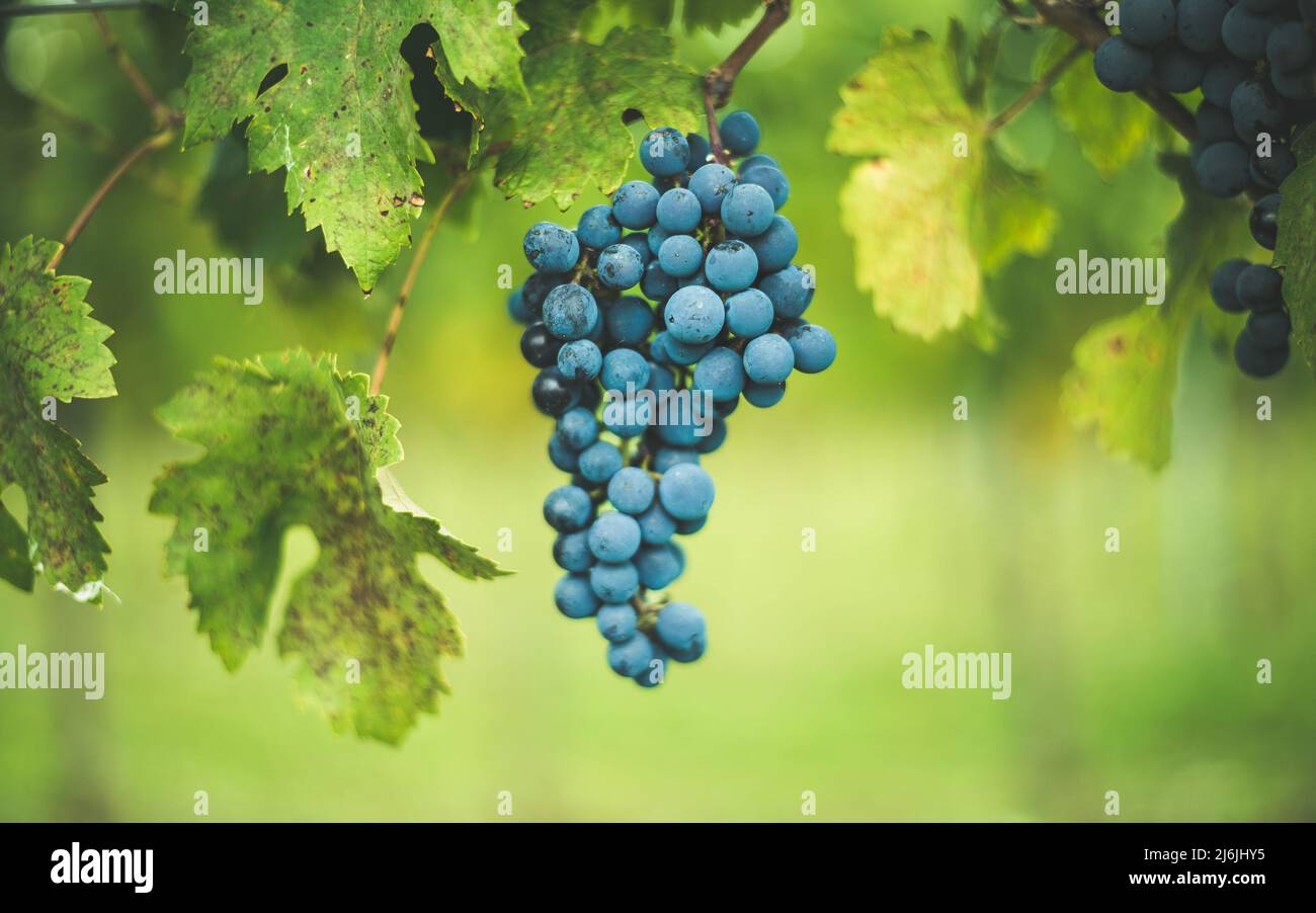 Raisin de vigne bleu dans le vignoble. Cabernet Franc raisin pour faire du vin rouge dans la récolte. Vue détaillée d'une vigne gelée dans un vignoble dans Banque D'Images