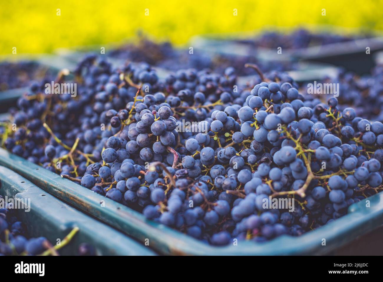 Raisins de vigne bleus. Raisins pour faire du vin rouge dans la caisse de récolte. Vue détaillée d'une vigne dans un vignoble en automne, Hongrie Banque D'Images