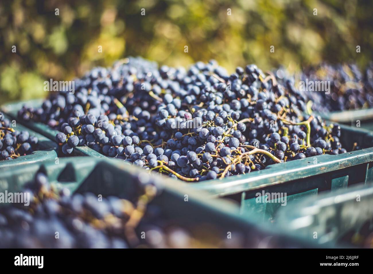 Raisins de vigne bleus. Raisins pour faire du vin rouge dans la caisse de récolte. Vue détaillée d'une vigne dans un vignoble en automne, Hongrie Banque D'Images