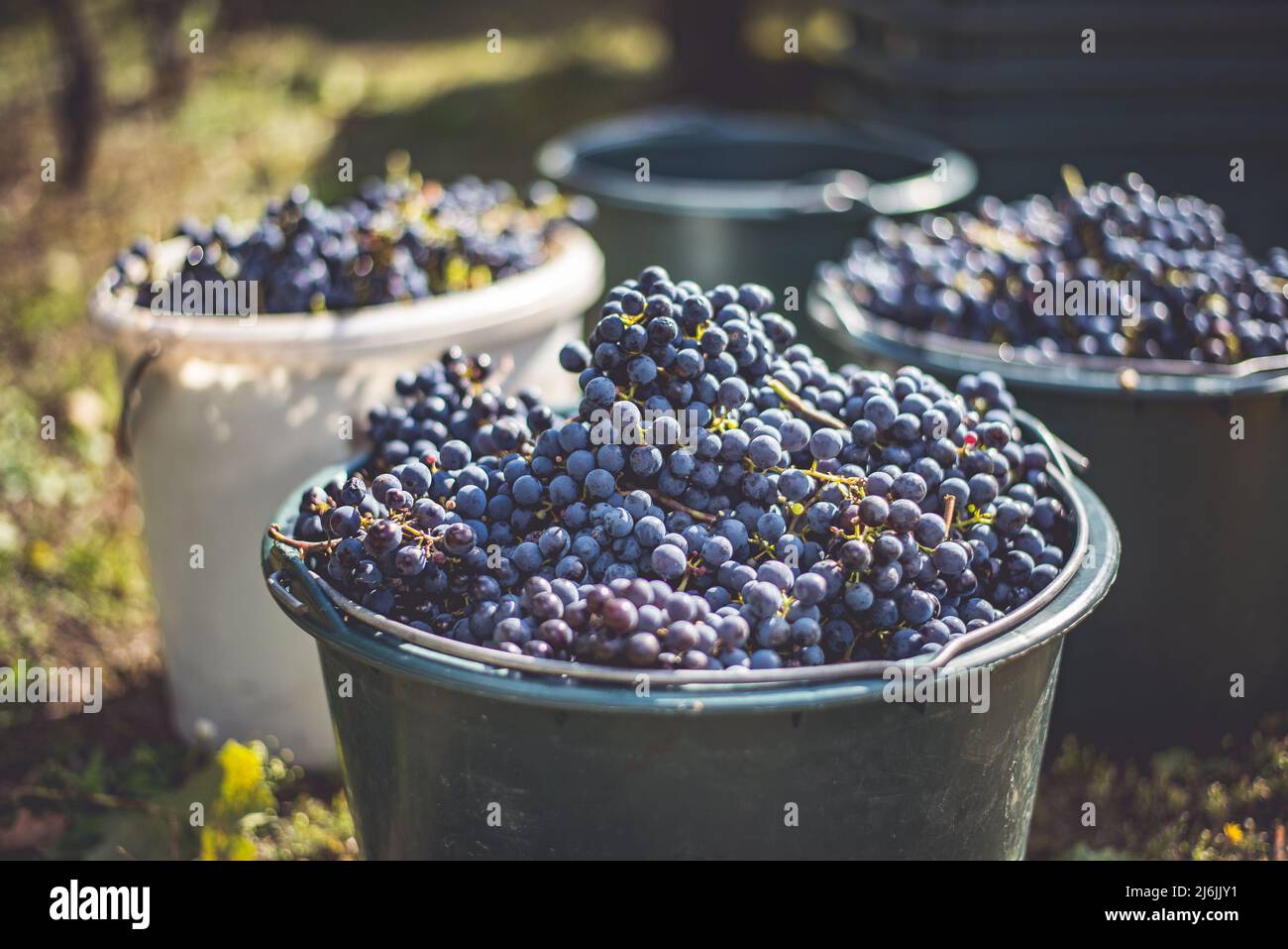 Seau de raisins pendant la cueillette dans le vignoble. Le nom de Cabernet Franc raisins de vigne dans la caisse à la saison de récolte, Hongrie Banque D'Images