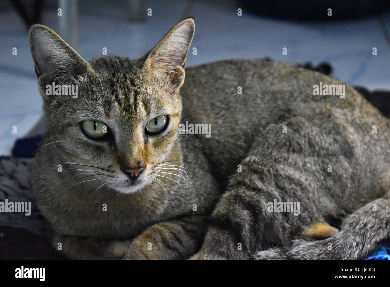 un chat reposant sur un tapis de porte. Banque D'Images