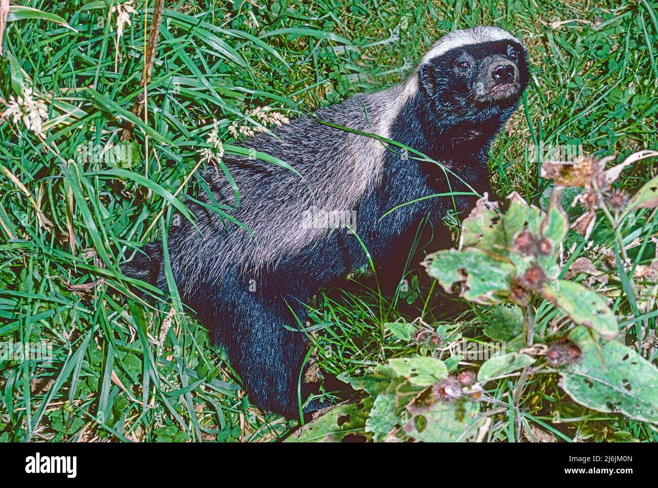 Honey Badger ou Ratel , (Mellivora capensis). Originaire d'Afrique, d'Asie du Sud-Ouest, du sous-continent indien. Banque D'Images