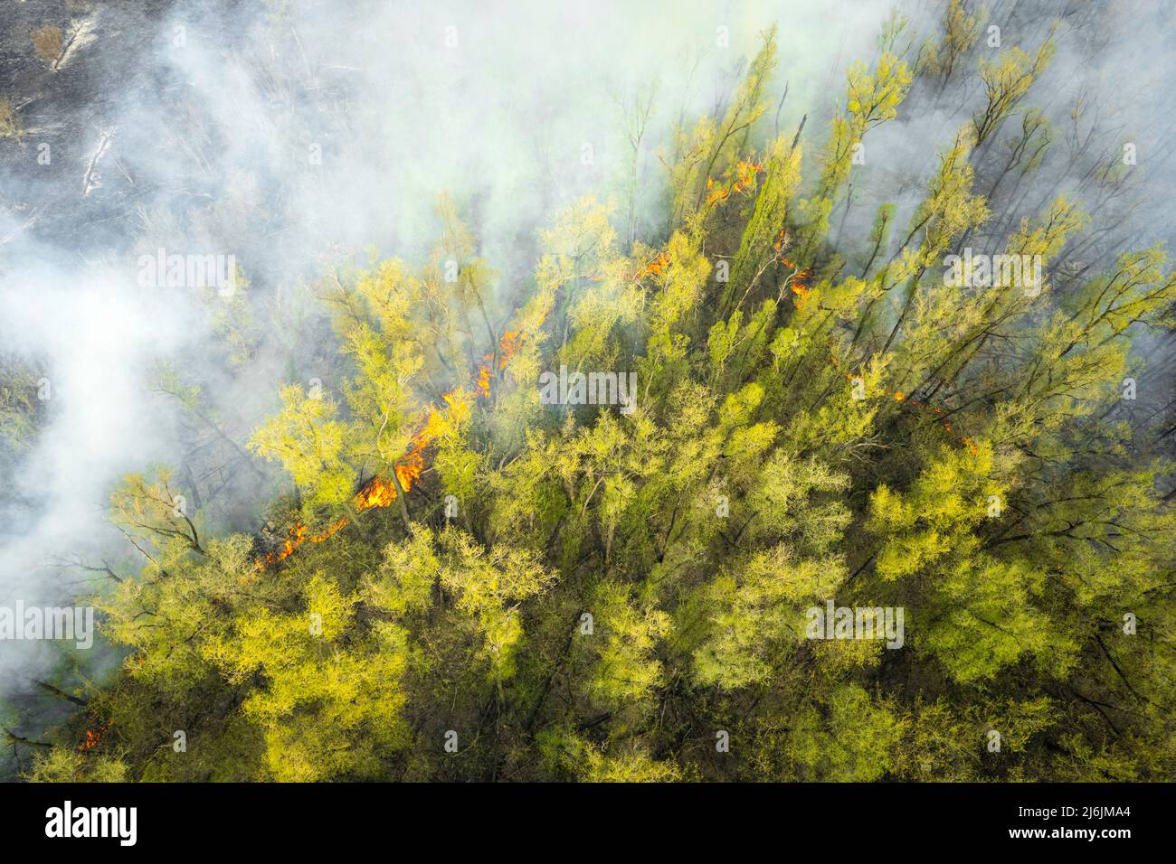 Feu puissant dans une forêt vide. Le feu se propage sur un front uni, forte fumée de l'endroit en feu. Vue du dessus, verticalement de haut en bas. n Banque D'Images