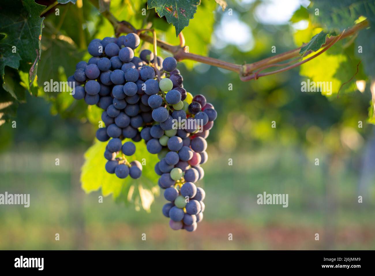 Raisins bleus non mûrs dans le vignoble. Cabernet Franc raisin pour faire du vin rouge en été. Vue détaillée d'une vigne bleue dans un vignoble Banque D'Images