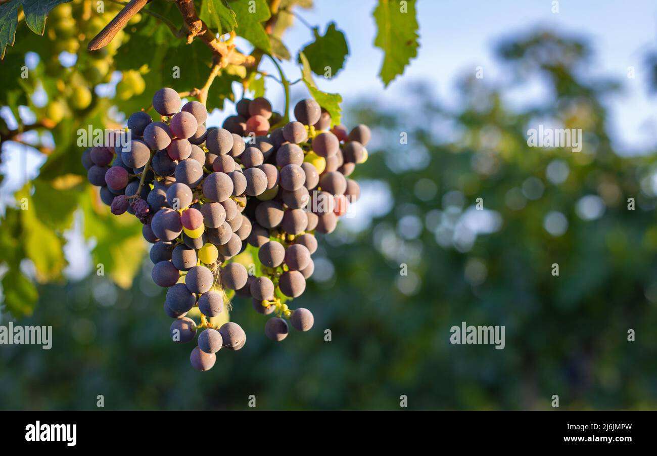 Raisins de vigne bleus non mûrs dans le vignoble. Cabernet Franc raisin pour faire du vin rouge en été. Vue détaillée d'une vigne dans un vignoble Banque D'Images