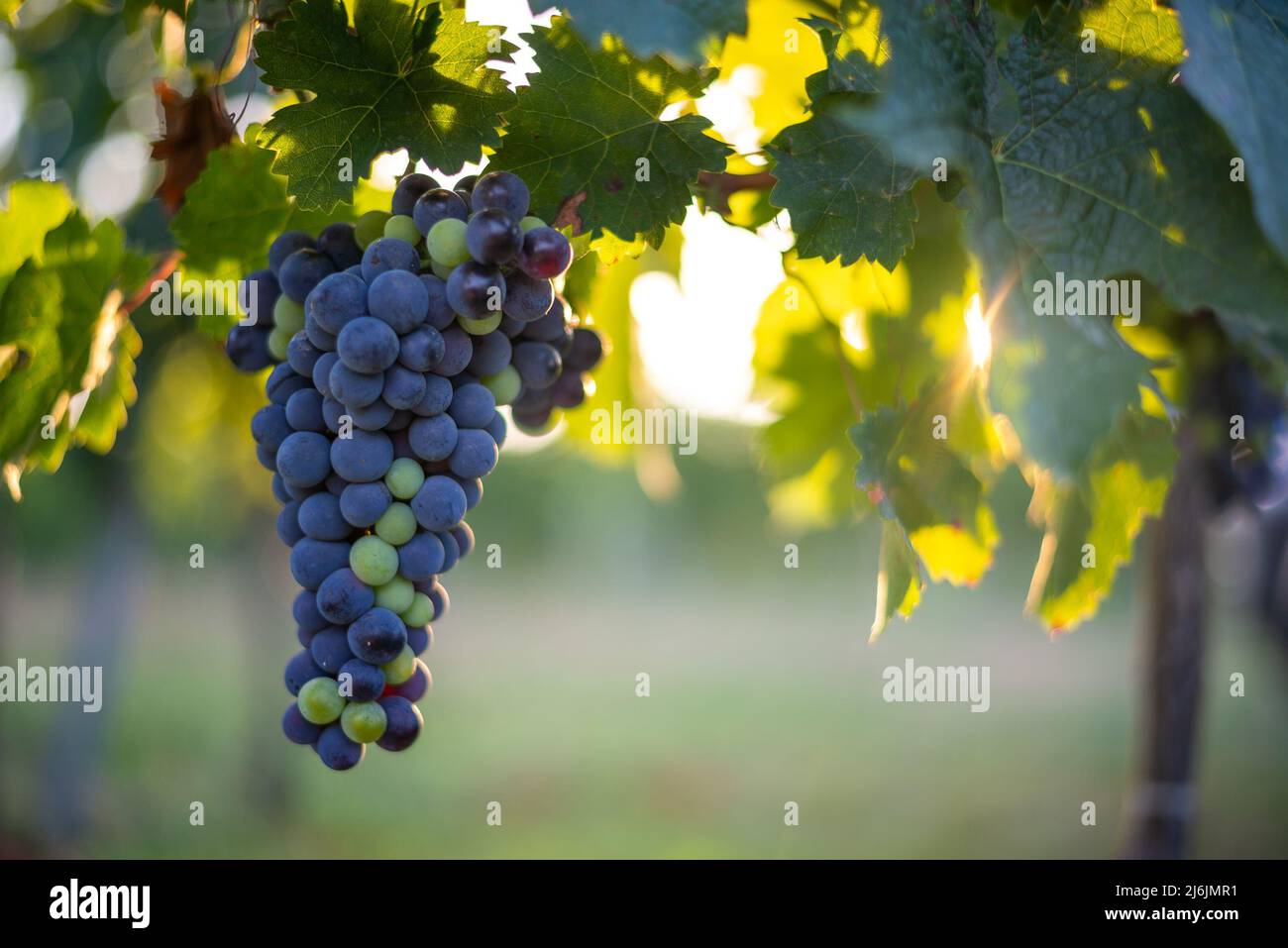Raisins de vigne bleus non mûrs dans le vignoble. Cabernet Franc raisin pour faire du vin rouge en été. Vue détaillée d'une vigne bleue dans un vignoble Banque D'Images