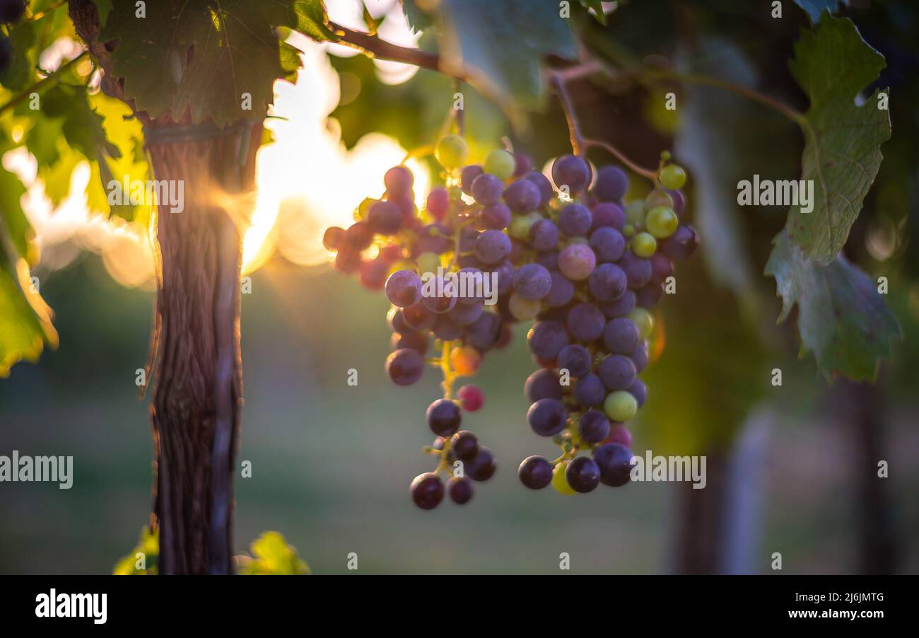 Raisins de vigne bleus non mûrs dans le vignoble. Cabernet Franc raisin pour faire du vin rouge en été. Vue détaillée d'une vigne dans un vignoble Hongrie Banque D'Images
