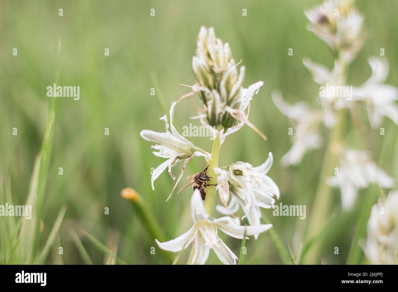 Abeille sur fleur sauvage Banque D'Images