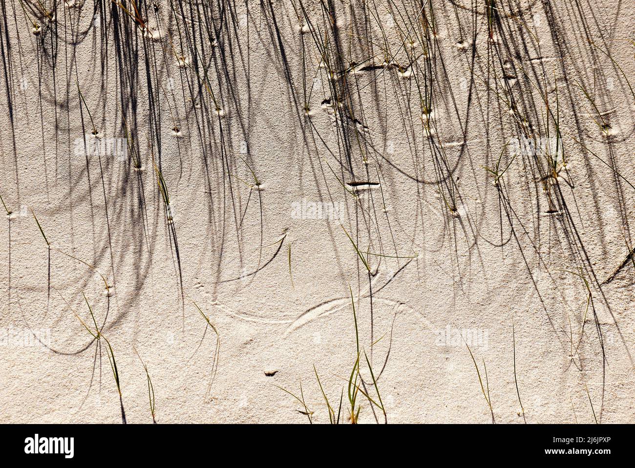 L'herbe des dunes sur l'île de Sylt projette des ombres sur le sable des dunes et dessine de petits cercles déplacés par le vent. Banque D'Images