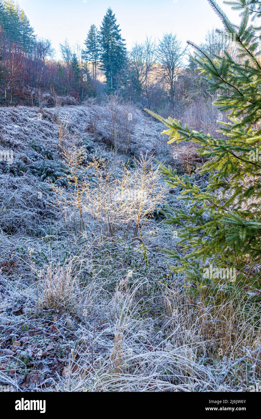 Hiver dans la forêt de Dean - matin gel dans la vallée de Bixslade, près de Cannop, Gloucestershire, Angleterre Royaume-Uni Banque D'Images