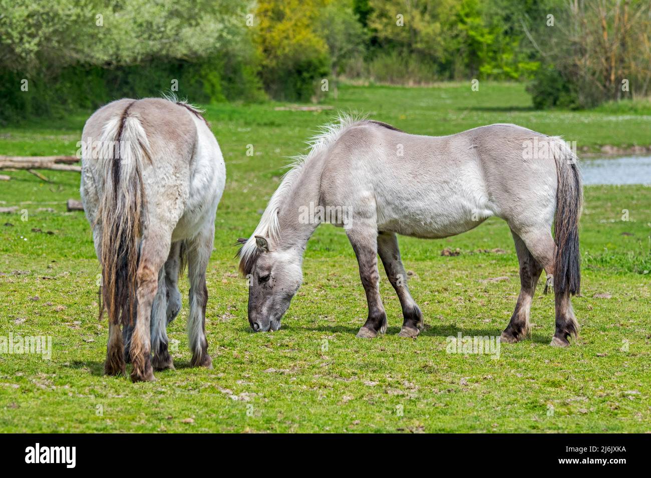 Chevaux-choux (Equus cabaallus gmelini) paître dans le pré, race de cheval qui est prétendu ressembler à la tarpan, un équin éteint Banque D'Images