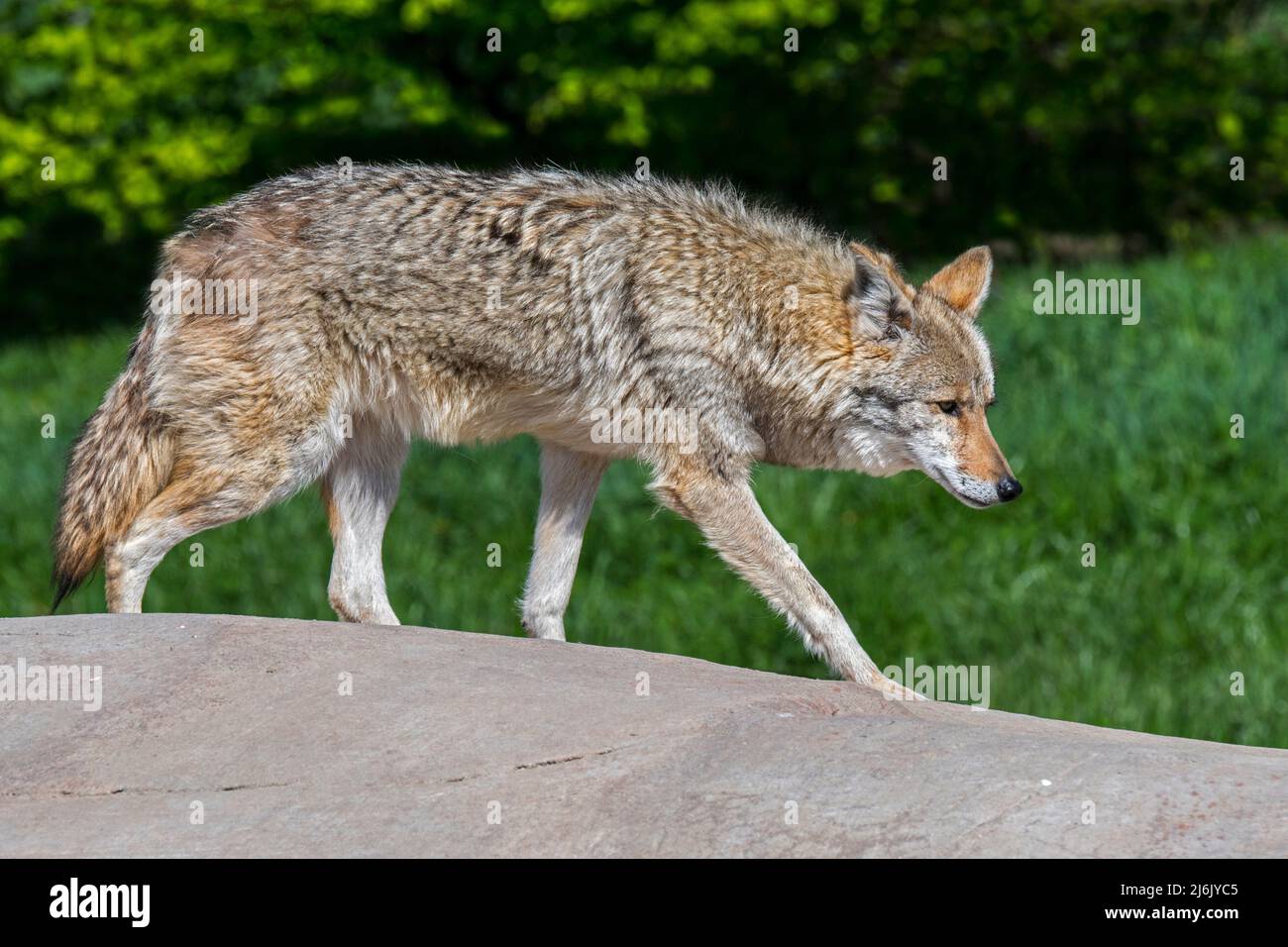 Coyote (Canis latrans) qui marche au-dessus de la roche, canine originaire de l'Amérique du Nord Banque D'Images