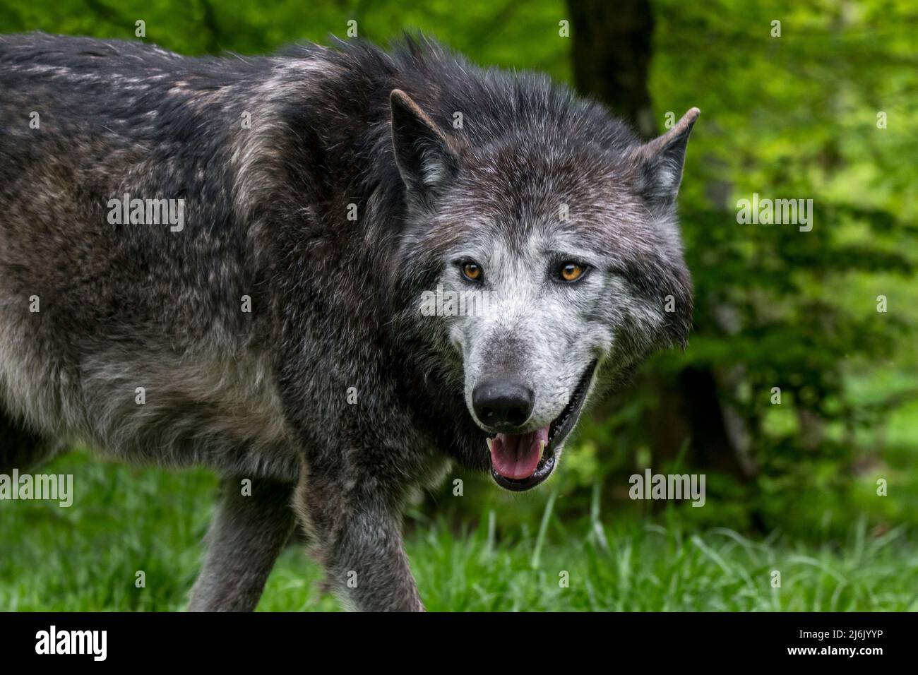 Loup noir du Nord-Ouest / loup de la vallée du Mackenzie / loup à bois d'Alaska / loup à bois canadien (Canis lupus occidentalis), la plus grande sous-espèce de loup gris Banque D'Images