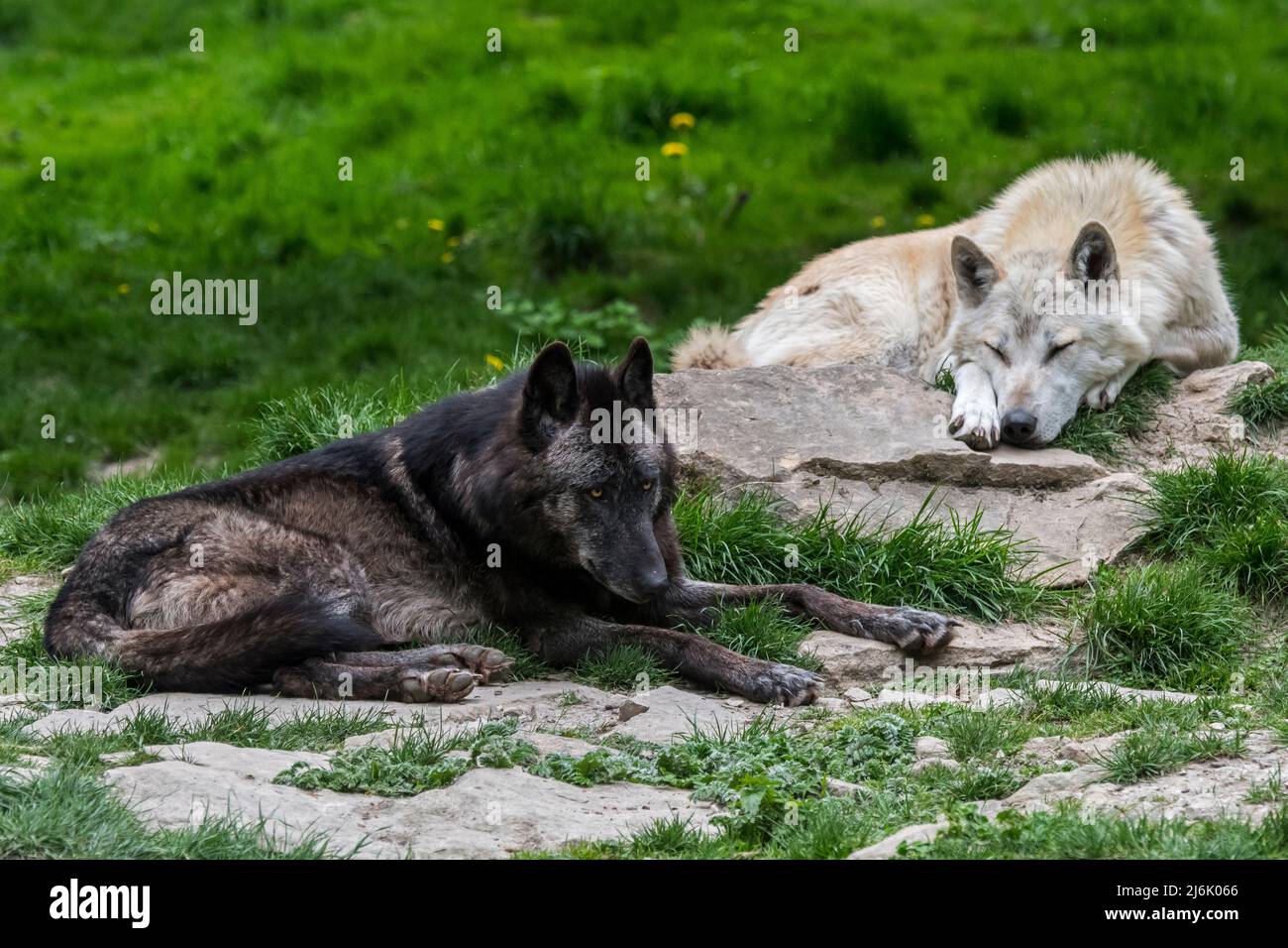 Loup du nord-ouest / loup de la vallée du Mackenzie / loup à bois d'Alaska / loup à bois canadien (Canis lupus occidentalis), la plus grande sous-espèce de loup gris Banque D'Images