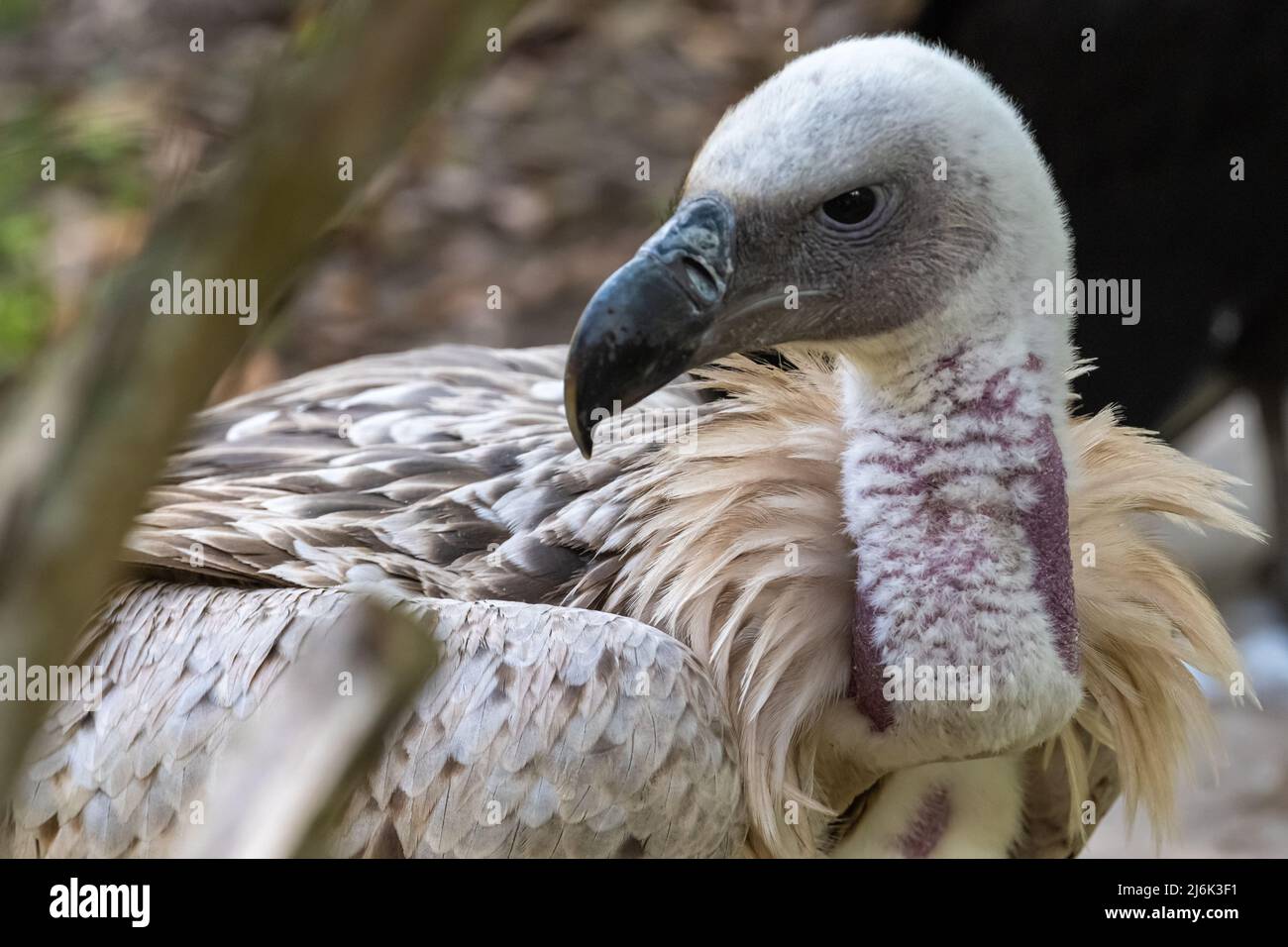Cape Griffon Vulture (Coprotheres des Gyps) au parc zoologique de la ferme des alligators de St. Augustine, en Floride. (ÉTATS-UNIS) Banque D'Images