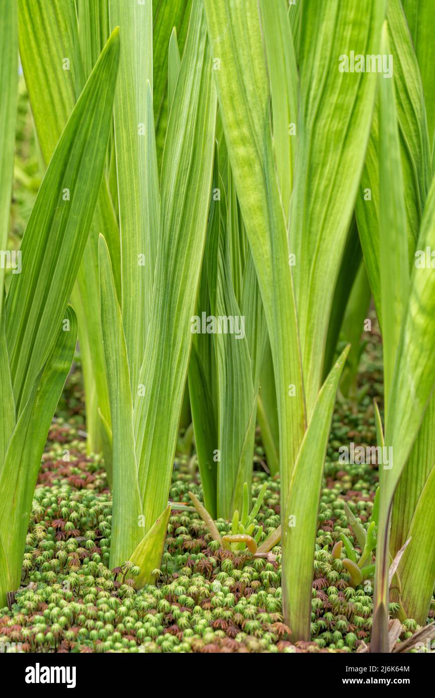 Un groupe de gladiolus ressort du sol au printemps Banque D'Images