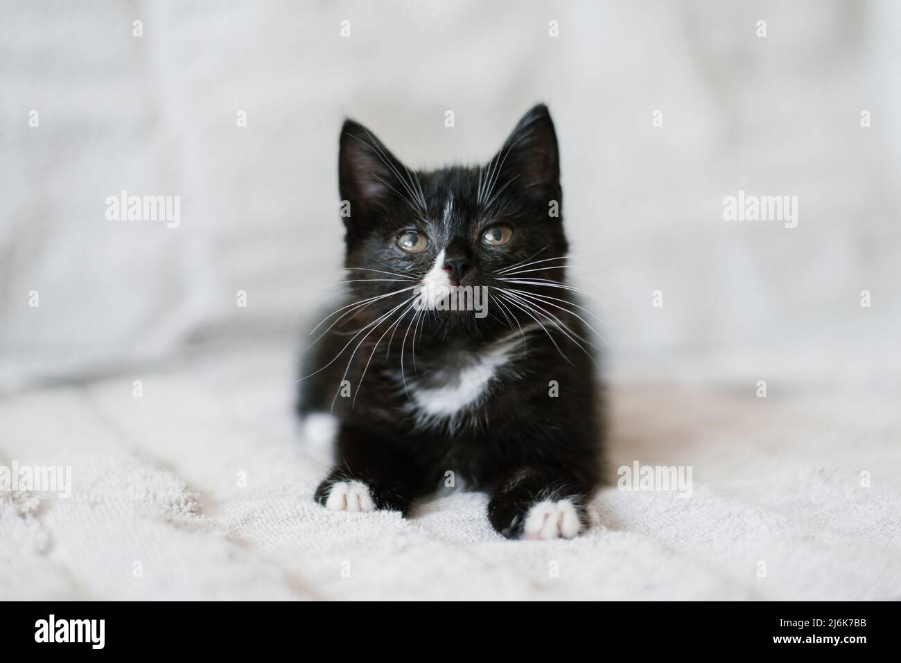 Un Chat Noir Avec Des Taches Blanches Se Trouve Sur Un Rocher Photo Stock Alamy