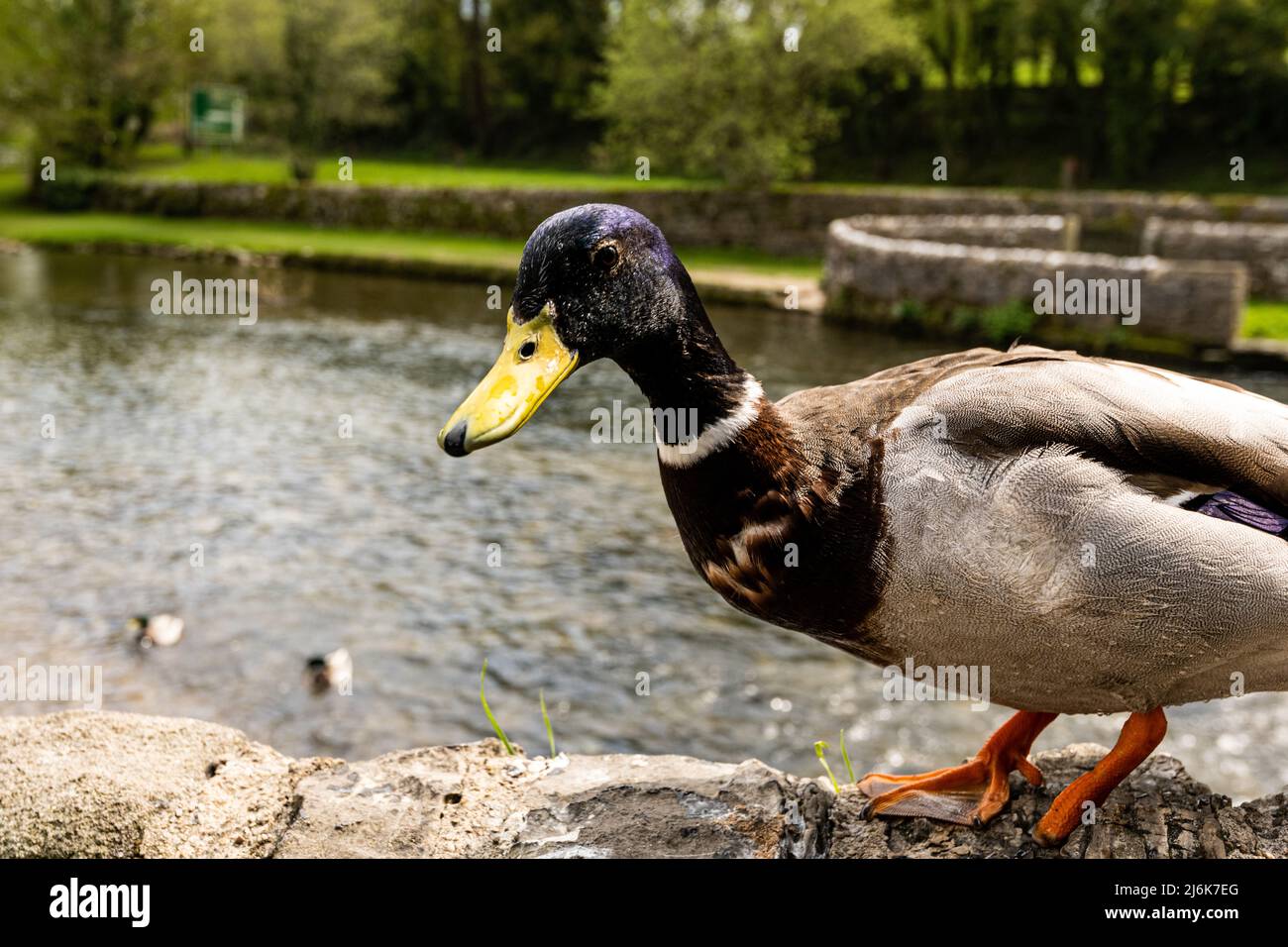 Quack, un canard colvert sur un mur sur la rivière Wye à Ashford dans l'eau, Derbyshire, Royaume-Uni Banque D'Images