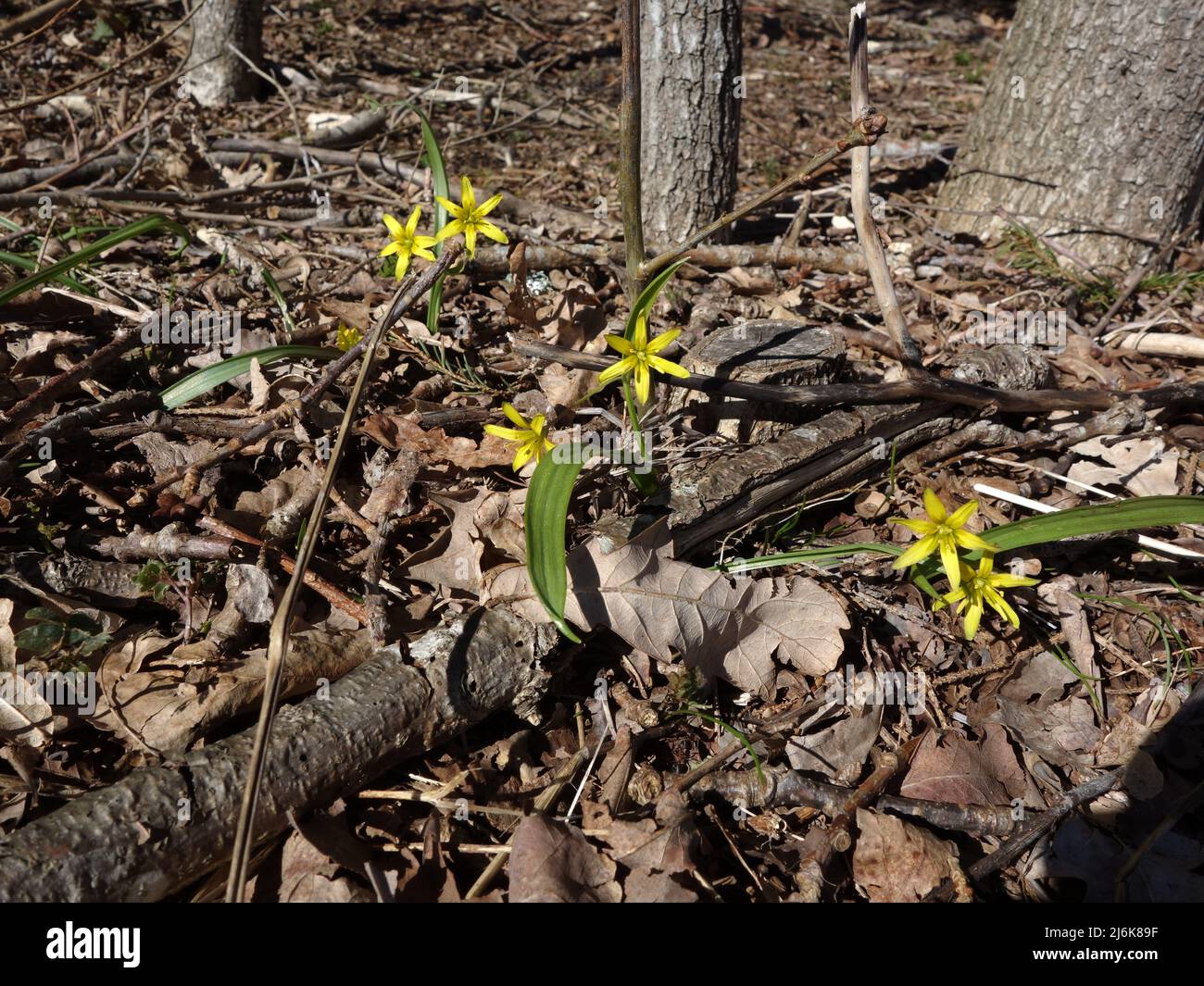 La Gagea lutea est une plante bulbeuse vivace qui pousse dans les forêts décidues, elle vient avec des feuilles de type épée. Une fleur de printemps, mais est devenue plus rare. Banque D'Images