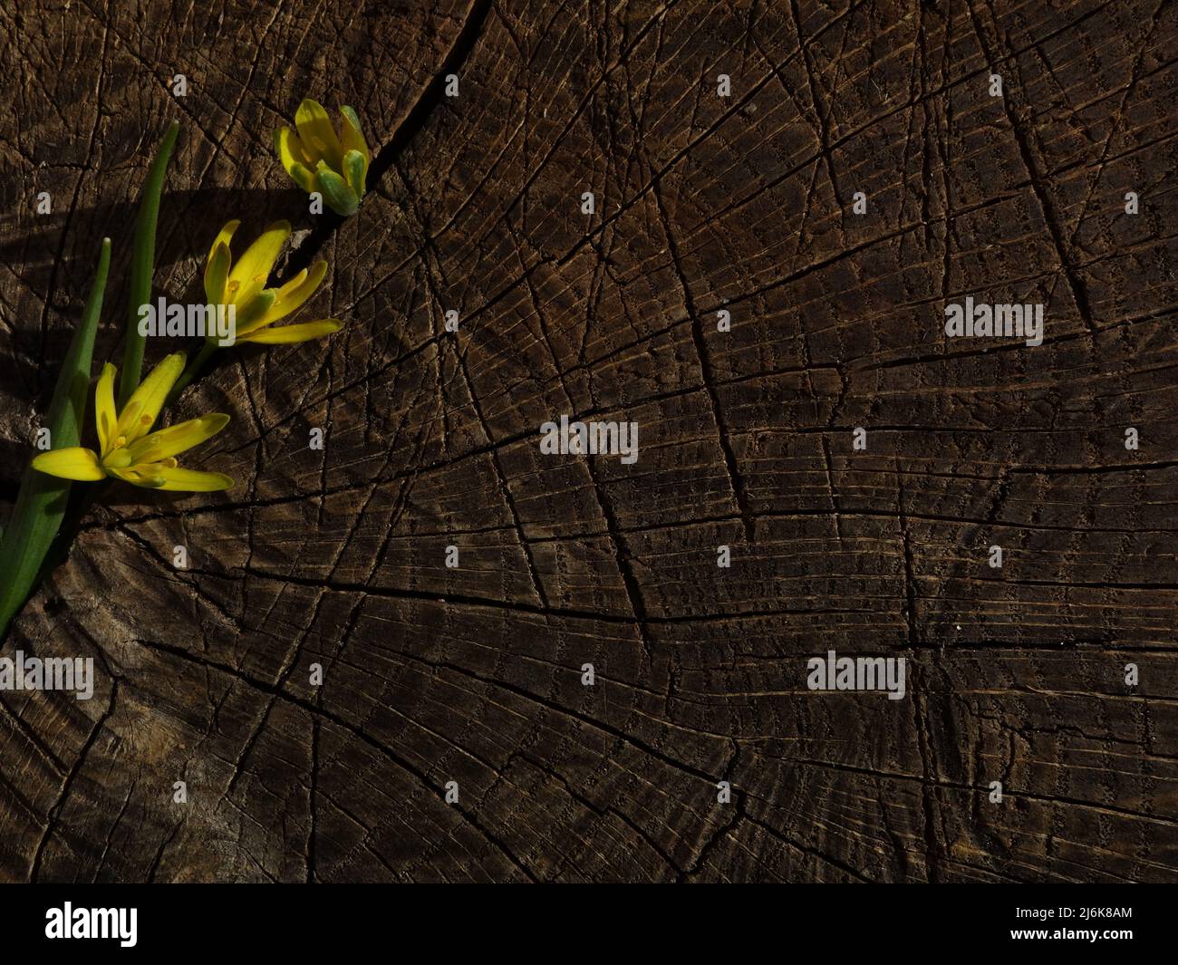 L'étoile jaune de Bethléem placée sur une souche d'arbre peut être utilisée comme cadre pour des photos ou un fond pour des cartes, des invitations ou pour vos idées de scrapbook. Banque D'Images